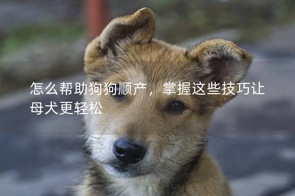 怎么幫助狗狗順產(chǎn)，掌握這些技巧讓母犬更輕松