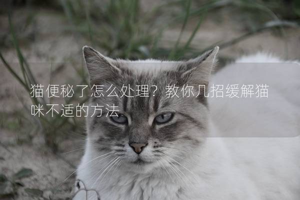 貓便秘了怎么處理?教你幾招緩解貓咪不適的方法 貓便秘了怎么處理?教你幾招緩解貓咪不適的方法