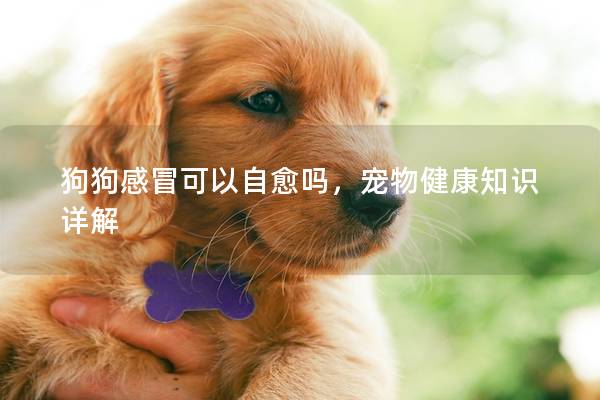 狗狗感冒可以自愈嗎,寵物健康知識詳解 狗狗感冒可以自愈嗎,寵物健康知識詳解