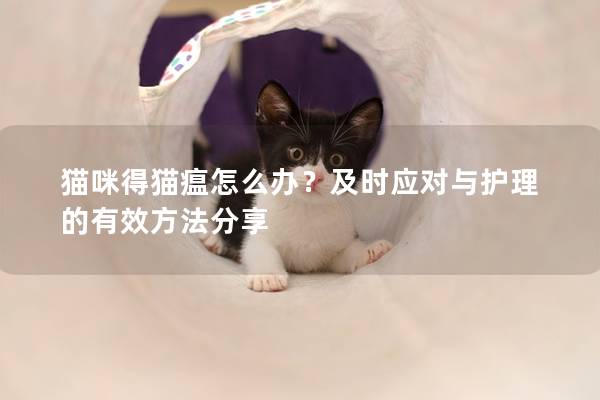 貓咪得貓瘟怎么辦？及時(shí)應(yīng)對(duì)與護(hù)理的有效方法分享