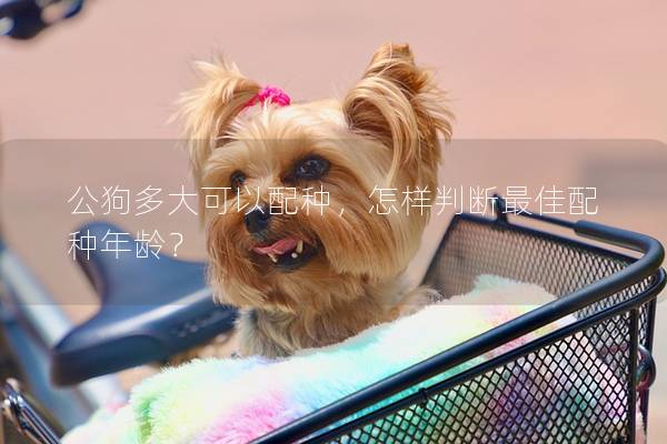 公狗多大可以配種，怎樣判斷最佳配種年齡？