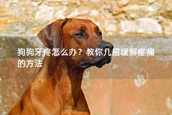 狗狗牙疼怎么辦？教你幾招緩解疼痛的方法