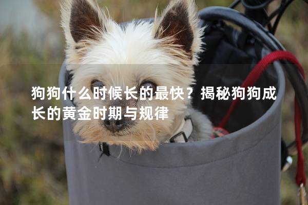 狗狗什么時候長的最快？揭秘狗狗成長的黃金時期與規律