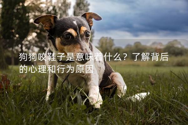 狗狗咬鞋子是意味著什么？了解背后的心理和行為原因