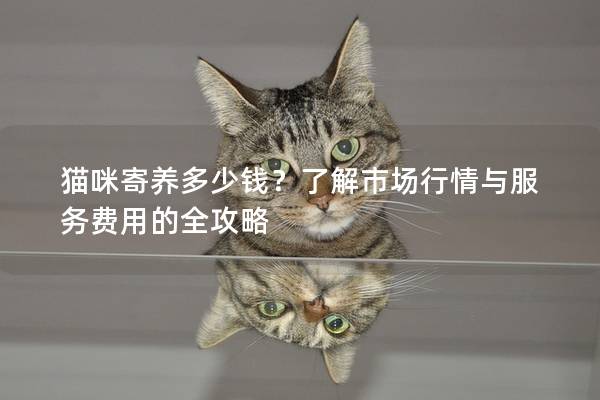 貓咪寄養多少錢？了解市場行情與服務費用的全攻略