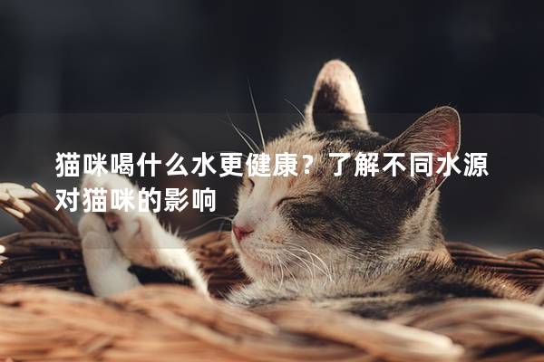 貓咪喝什么水更健康？了解不同水源對貓咪的影響