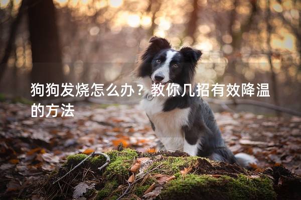 狗狗發(fā)燒怎么辦？教你幾招有效降溫的方法