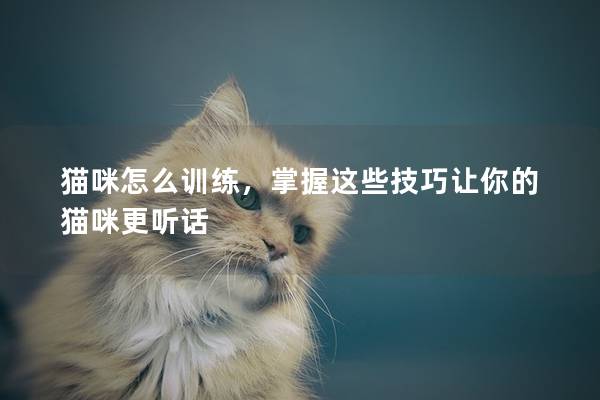 貓咪怎么訓練，掌握這些技巧讓你的貓咪更聽話