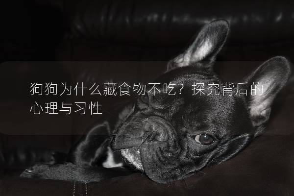 狗狗為什么藏食物不吃？探究背后的心理與習性