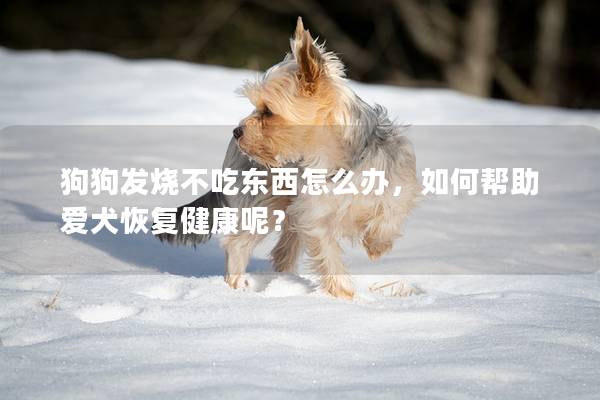 狗狗發(fā)燒不吃東西怎么辦，如何幫助愛(ài)犬恢復(fù)健康呢？