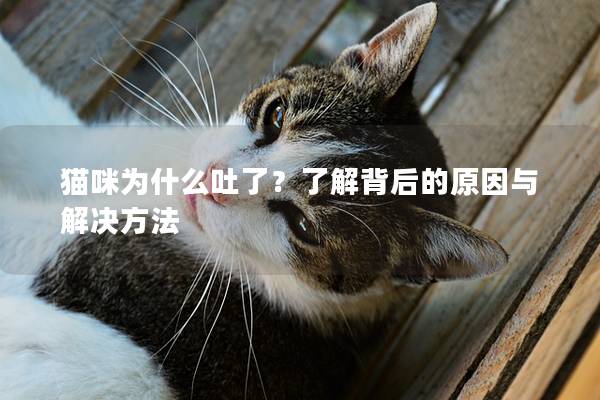 貓咪為什么吐了？了解背后的原因與解決方法