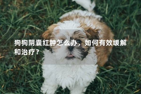 狗狗陰囊紅腫怎么辦，如何有效緩解和治療？