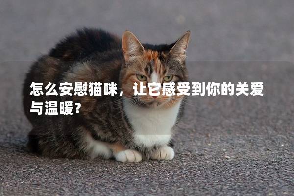 怎么安慰貓咪，讓它感受到你的關愛與溫暖？