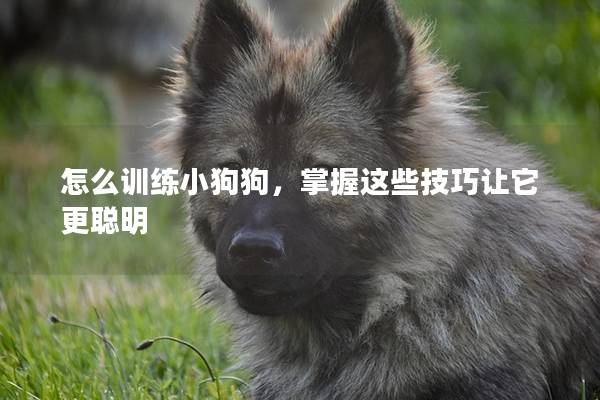怎么訓練小狗狗，掌握這些技巧讓它更聰明