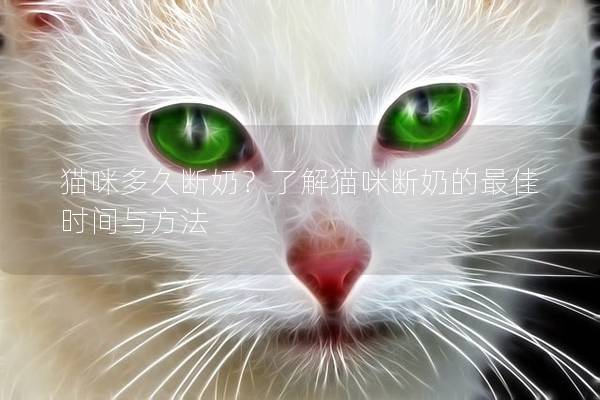 貓咪多久斷奶?了解貓咪斷奶的最佳時間與方法 貓咪多久斷奶?了解貓咪斷奶的最佳時間與方法