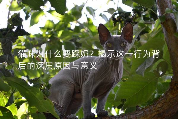 貓咪為什么要踩奶？揭示這一行為背后的深層原因與意義