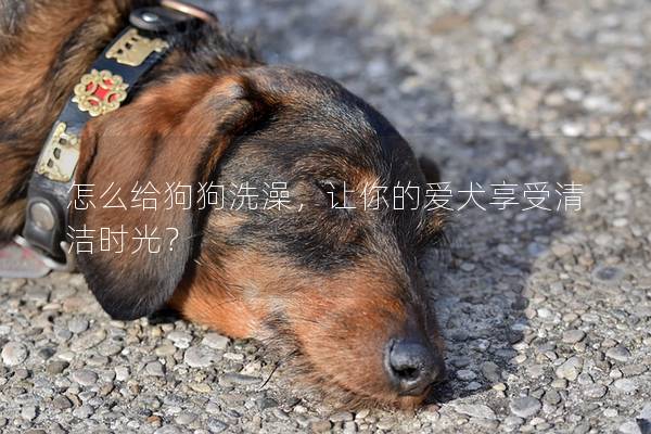 怎么給狗狗洗澡，讓你的愛犬享受清潔時光？