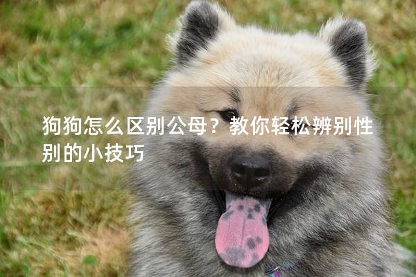 狗狗怎么區別公母？教你輕松辨別性別的小技巧