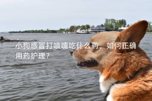 小狗感冒打噴嚏吃什么藥，如何正確用藥護理？