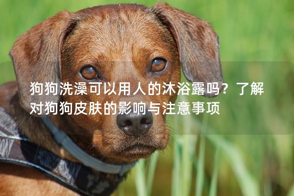 狗狗洗澡可以用人的沐浴露嗎？了解對狗狗皮膚的影響與注意事項