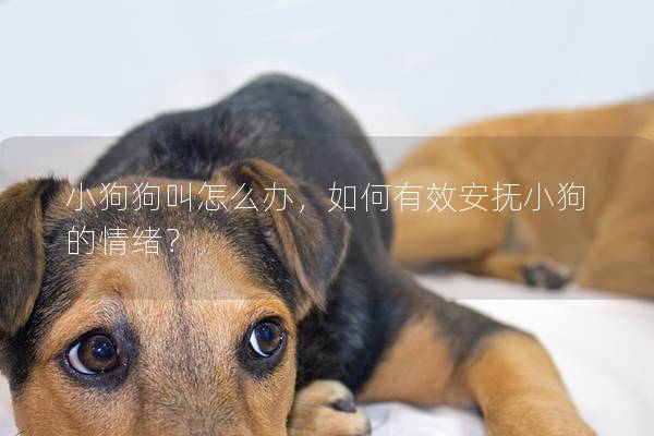 小狗狗叫怎么辦，如何有效安撫小狗的情緒？