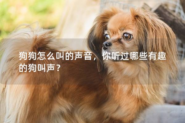 狗狗怎么叫的聲音，你聽過哪些有趣的狗叫聲？