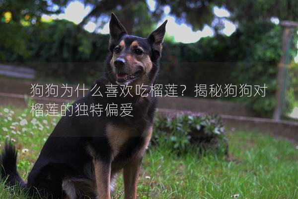 狗狗為什么喜歡吃榴蓮?揭秘狗狗對榴蓮的獨特偏愛 狗狗為什么喜歡吃榴蓮?揭秘狗狗對榴蓮的獨特偏愛