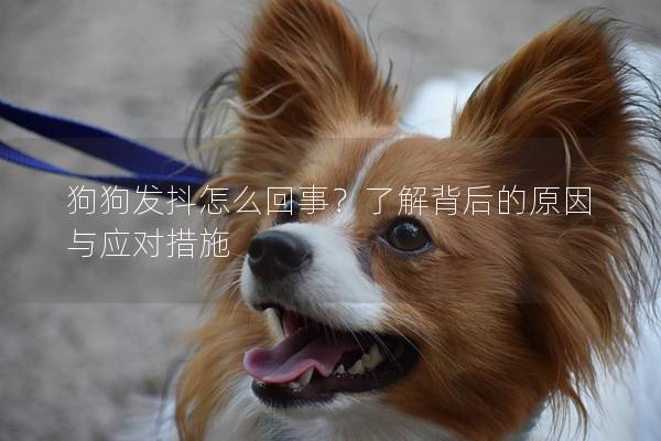 狗狗發(fā)抖怎么回事？了解背后的原因與應(yīng)對(duì)措施
