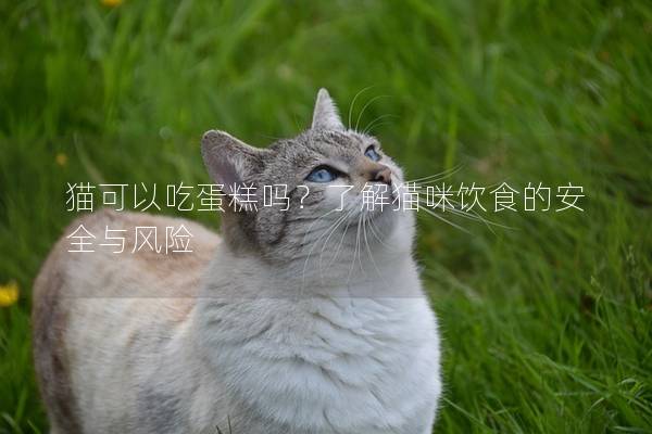 貓可以吃蛋糕嗎？了解貓咪飲食的安全與風險