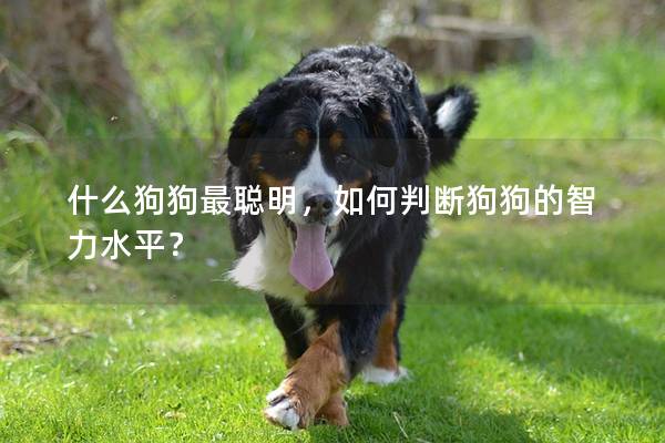 什么狗狗最聰明，如何判斷狗狗的智力水平？