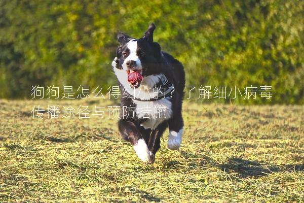 狗狗是怎么得細(xì)小的？了解細(xì)小病毒傳播途徑與預(yù)防措施