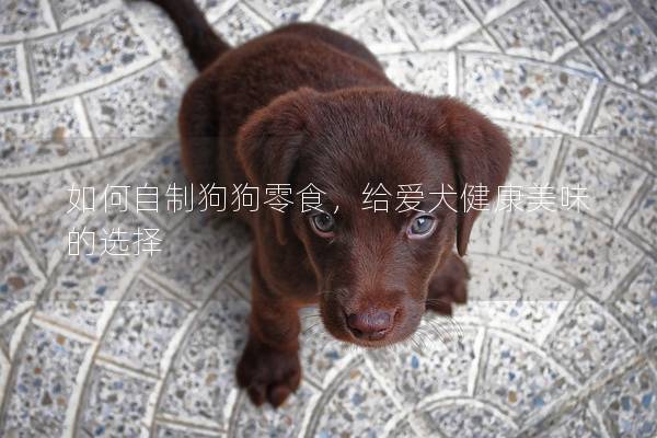 如何自制狗狗零食，給愛犬健康美味的選擇