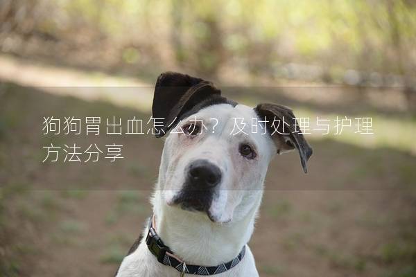 狗狗胃出血怎么辦？及時(shí)處理與護(hù)理方法分享