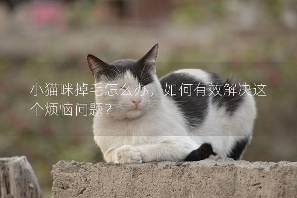 小貓咪掉毛怎么辦，如何有效解決這個(gè)煩惱問題？