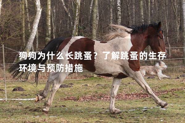 狗狗為什么長(zhǎng)跳蚤？了解跳蚤的生存環(huán)境與預(yù)防措施
