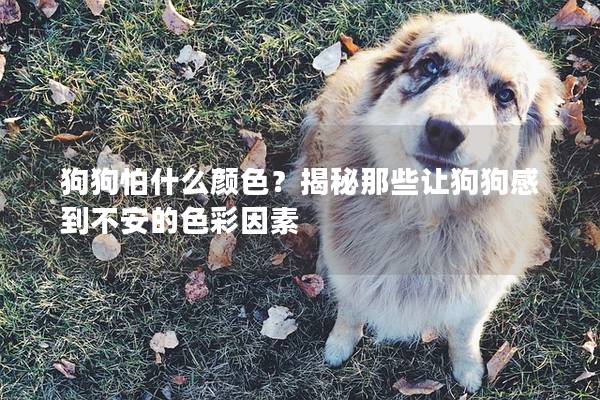 狗狗怕什么顏色?揭秘那些讓狗狗感到不安的色彩因素 狗狗怕什么顏色?揭秘那些讓狗狗感到不安的色彩因素