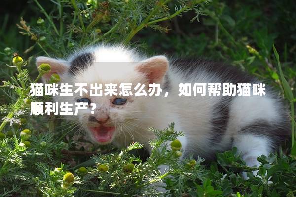 貓咪生不出來怎么辦，如何幫助貓咪順利生產？