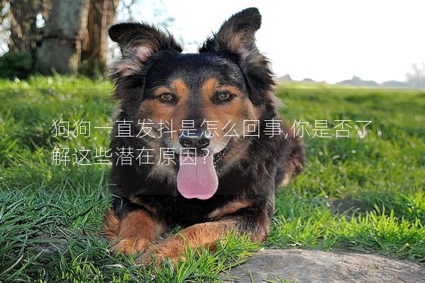 狗狗一直發抖是怎么回事,你是否了解這些潛在原因？