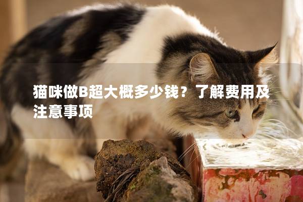 貓咪做B超大概多少錢？了解費用及注意事項