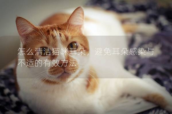 怎么清潔貓咪耳朵，避免耳朵感染與不適的有效方法