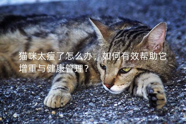 貓咪太瘦了怎么辦，如何有效幫助它增重與健康管理？
