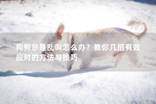 狗狗總是亂叫怎么辦？教你幾招有效應對的方法與技巧