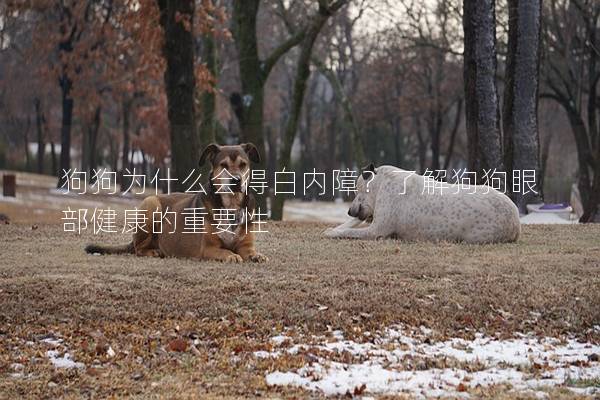 狗狗為什么會(huì)得白內(nèi)障？了解狗狗眼部健康的重要性