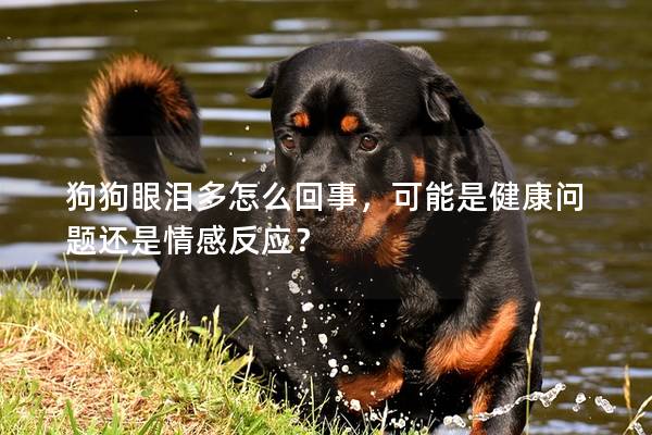 狗狗眼淚多怎么回事，可能是健康問題還是情感反應(yīng)？