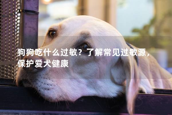 狗狗吃什么過敏？了解常見過敏源，保護愛犬健康