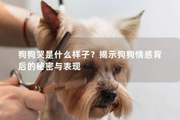 狗狗哭是什么樣子？揭示狗狗情感背后的秘密與表現(xiàn)