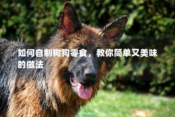 如何自制狗狗零食，教你簡單又美味的做法