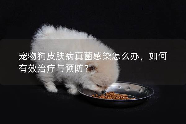 寵物狗皮膚病真菌感染怎么辦，如何有效治療與預(yù)防？