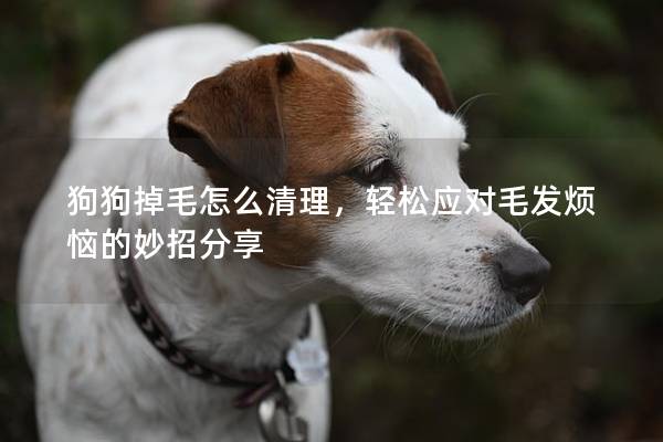 狗狗掉毛怎么清理，輕松應對毛發煩惱的妙招分享