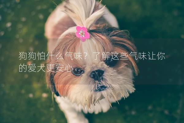 狗狗怕什么氣味？了解這些氣味讓你的愛犬更安心